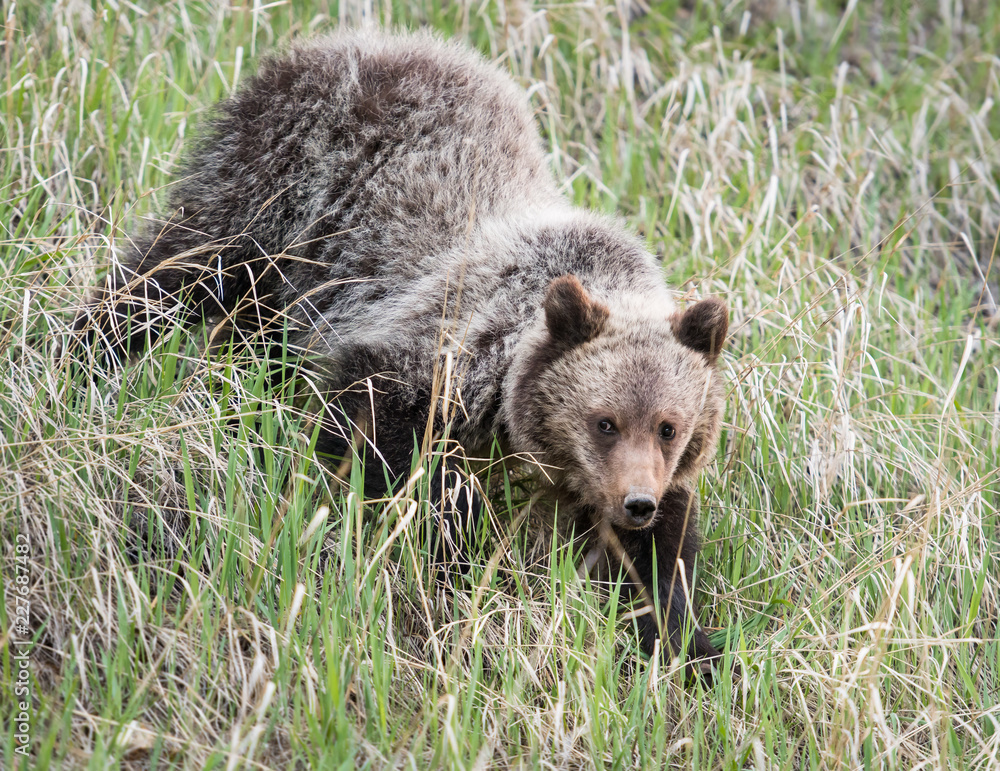 Fototapeta premium Grizzly bear in the wild