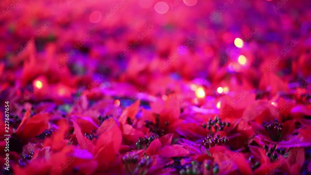 Soft-focused romantic Christmas and New Year decoration. Beautiful red poinsettia artificial flower fields blowing in the breeze. Warm Christmas lights blinking in the background. Soft-focused romantic Christmas and New Year decoration. Beautiful red poinsettia artificial flower fields blowing in the breeze. Warm Christmas lights blinking in the background.