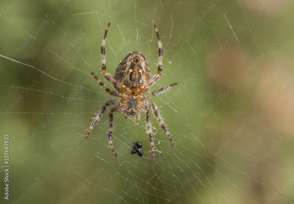 Garden spider sitting in it's web with a packed lunch. Garden spider sitting in it's web with a packed lunch.
