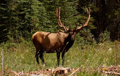 Banff Elk