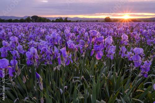 Champ d iris pallida en Provence  France.  Lever de soleil.