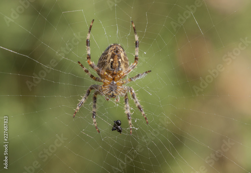 Garden spider sitting in it's web with a packed lunch.