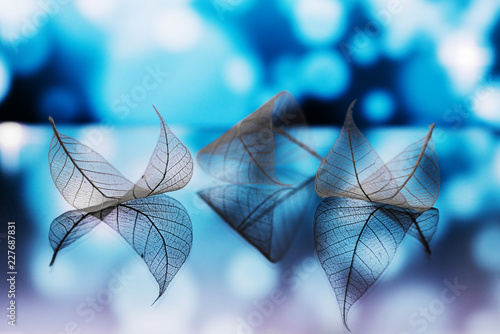 Transparent white leaves