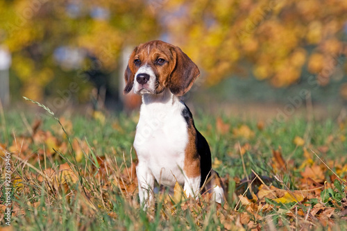Portrait of nice beagle
