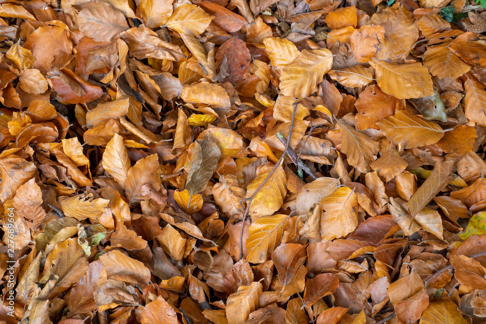 Fallen autumn leaves on the ground