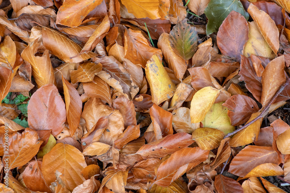 Fallen autumn leaves on the ground Fallen autumn leaves on the ground