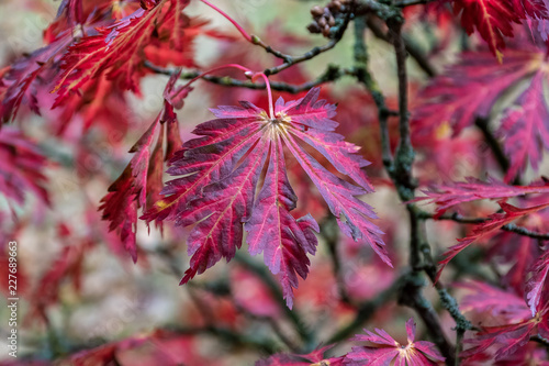 Close up view of an Acer leaf