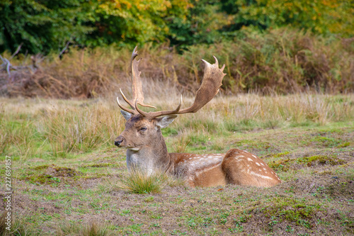 male stag fallow deer laying on the gorund