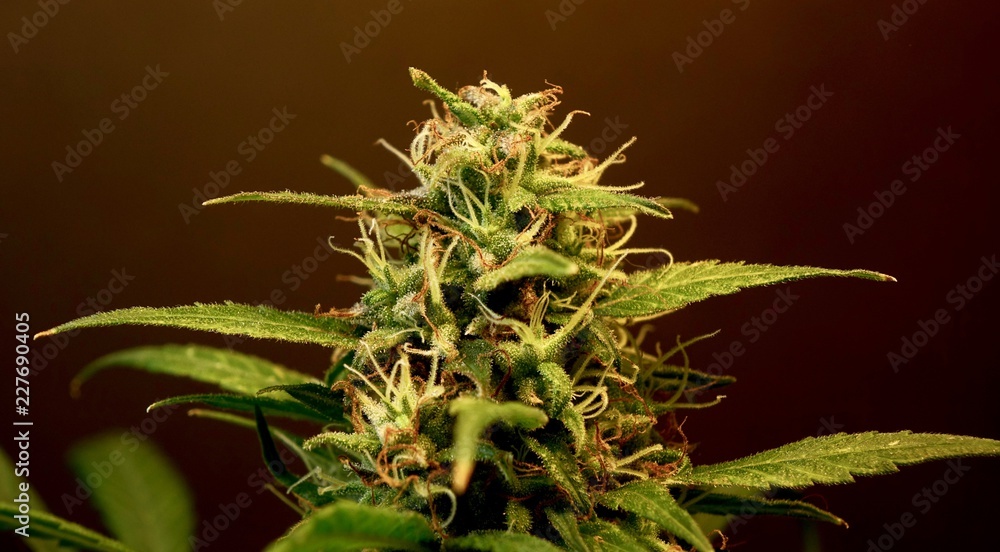 Old School Haze Old School Haze