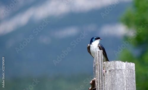 Tree Swallow photo