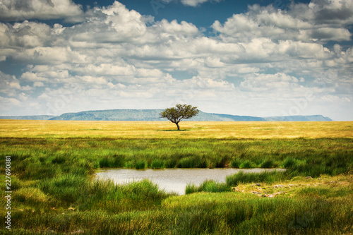 Single tree near to a lake and lot of grass aroud and beautiful clouds in background in National Park of Serengeti Tanzania