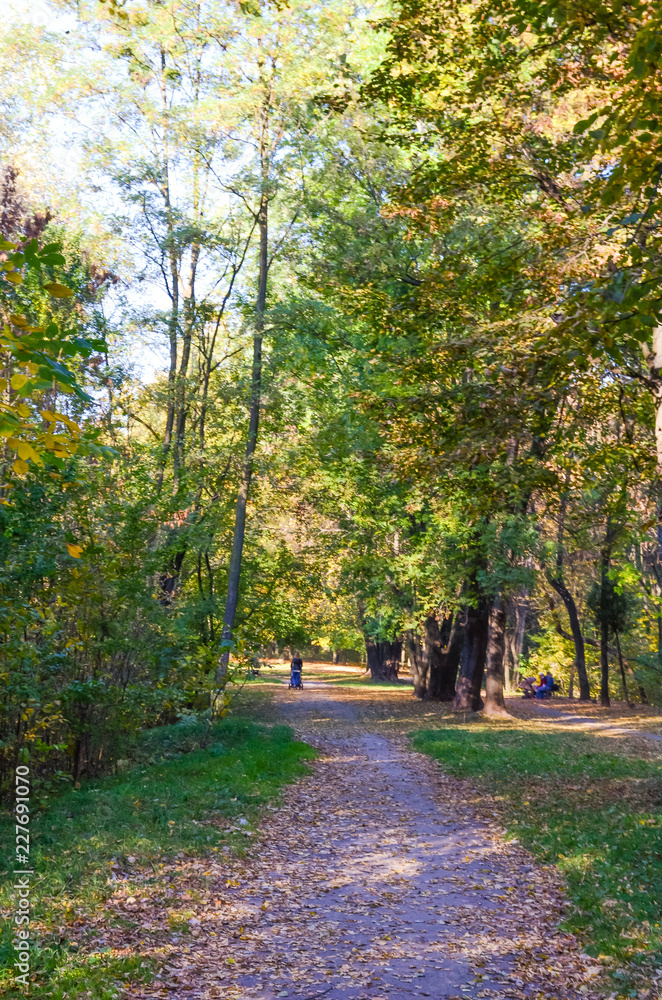 City park in the sunny day in the autumn season