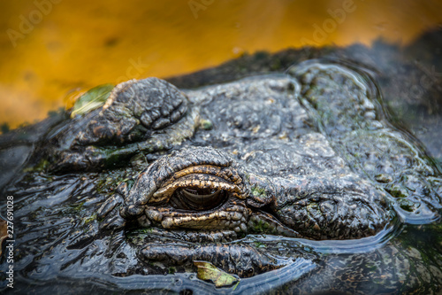 Alligator from the Sawgress Recreational Park in Florida
