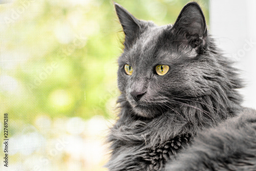 Close up portrait of beautiful gray cat