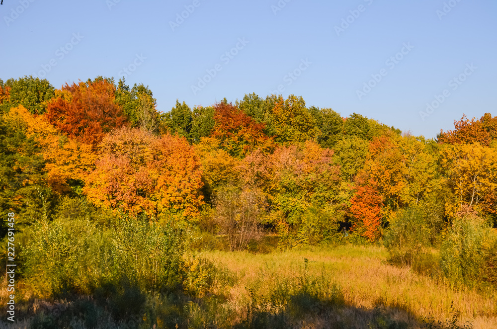 City park in the sunny day in the autumn season