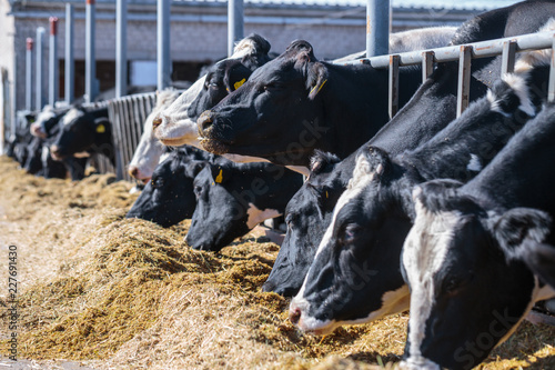 breed of hornless dairy cows eating silos fodder in cowshed farm somewhere in central Ukraine, agriculture industry, farming and animal husbandry concept photo