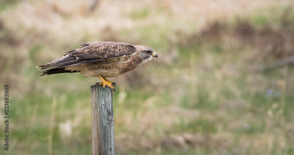 Hawk Hawk
