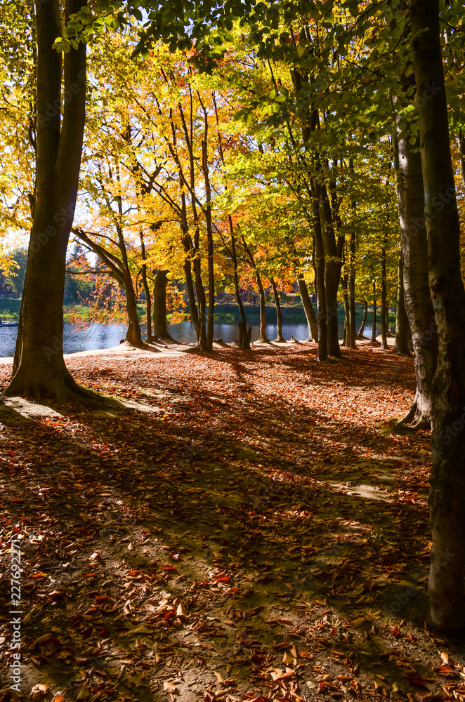 Fototapeta premium City park in the sunny day in the autumn season