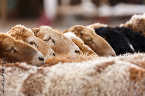 Brown and black lambs lined up in a row - captured at the Animal Market in Kashgar (Xinjiang Province, China, Asia).