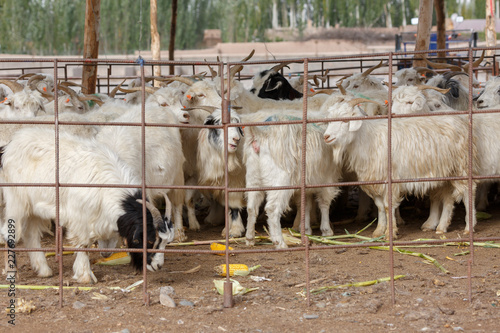 Goats behind fence, (Animal Market in Kashgar, Xinjiang)