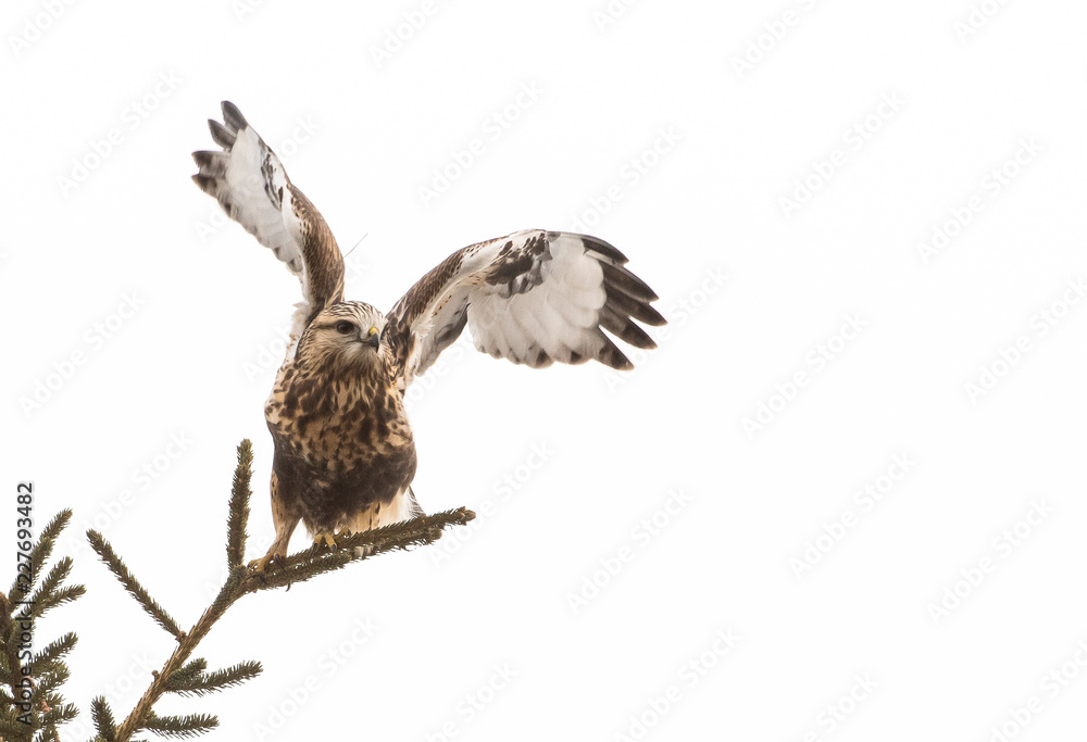 Fototapeta premium Hawk