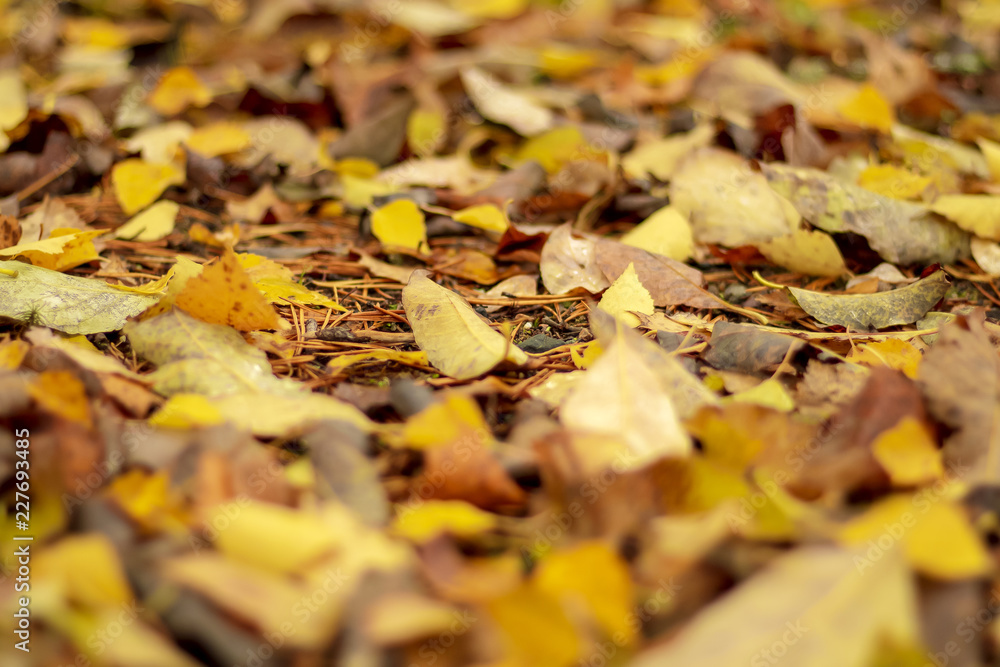 Yellow, autumn leaves lie on the earth.