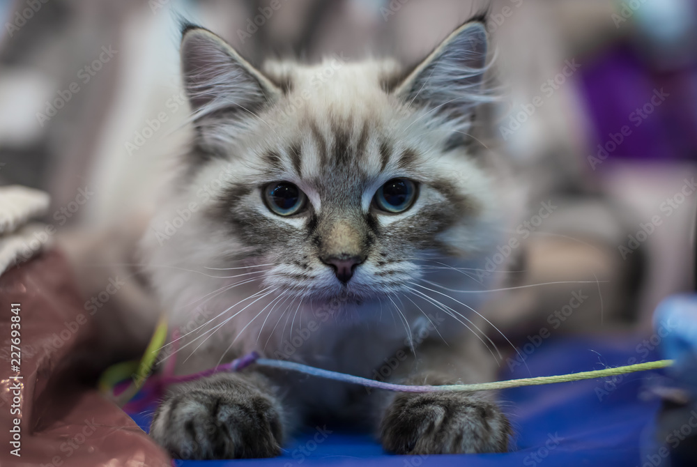 Cats portraits on bright backgrounds Cats portraits on bright backgrounds