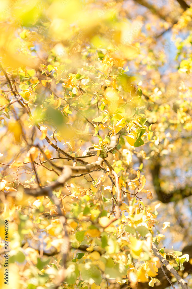 Herbstlaub - Große Blende, Unschärfe und von unten fotografiert Herbstlaub - Große Blende, Unschärfe und von unten fotografiert