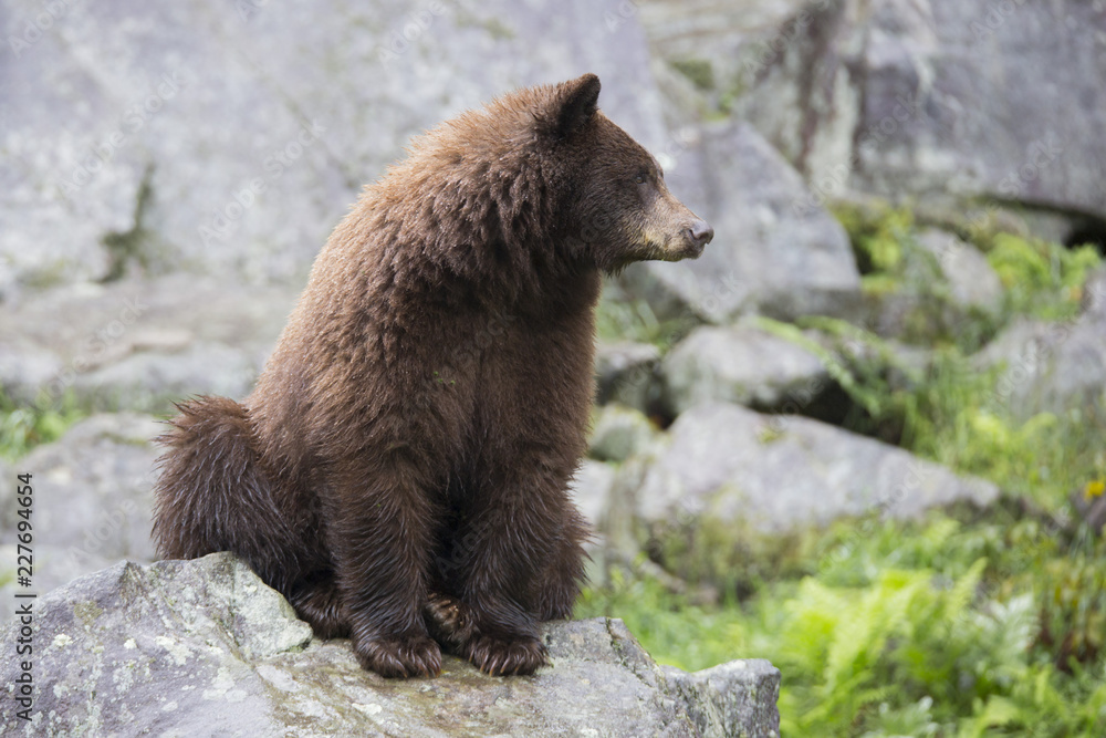 Fototapeta premium Ours brun