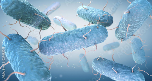 Enterobacteria. Enterobacteriaceae are a large family of Gram-negative bacteria photo