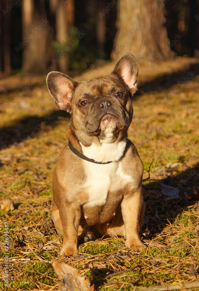 French Bulldog in the fall for a walk in the woods
