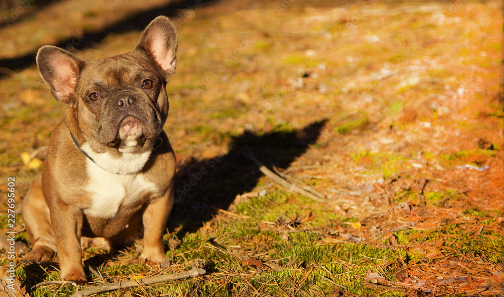 French Bulldog in the fall for a walk in the woods
