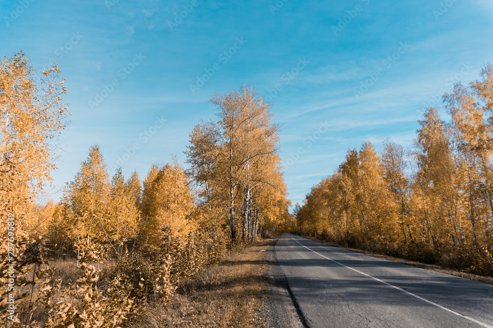 Fototapeta premium autumn golden trees and country asphalt road