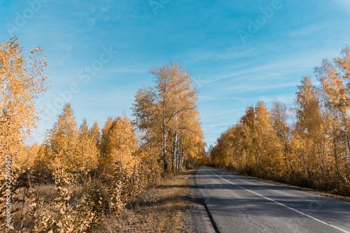 autumn golden trees and country asphalt road