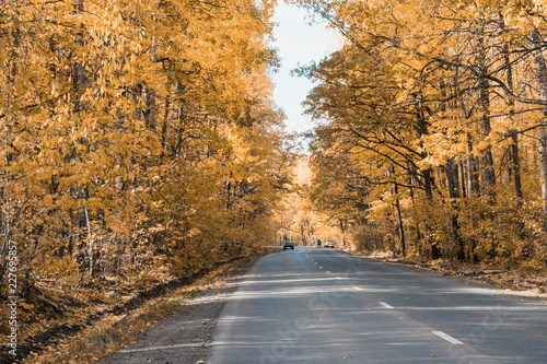 autumn golden trees and country asphalt road © ShevarevAlex