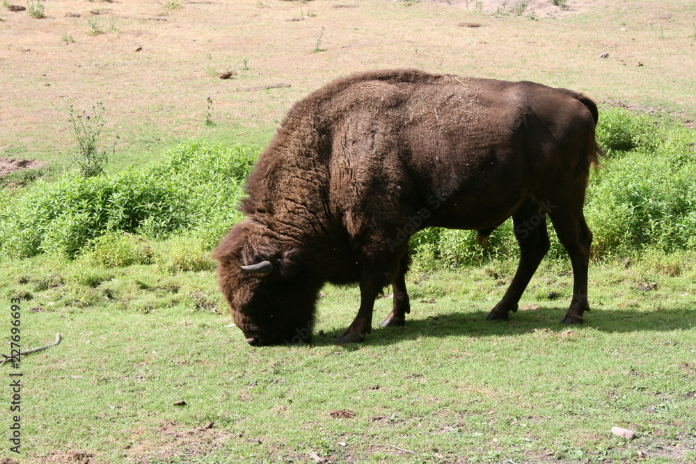 grasendes Wisent grasendes Wisent
