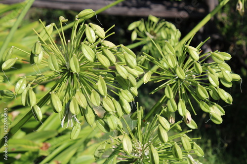 Pianta di allium liliaceae