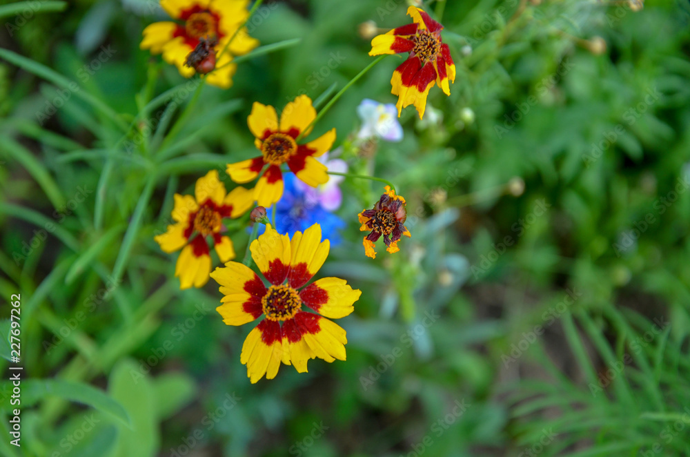yellow flowers in the garden,wer on background of green grass,closeup, field, floral, close-up, chamomile, meadow yellow flowers in the garden,wer on background of green grass,closeup, field, floral, close-up, chamomile, meadow