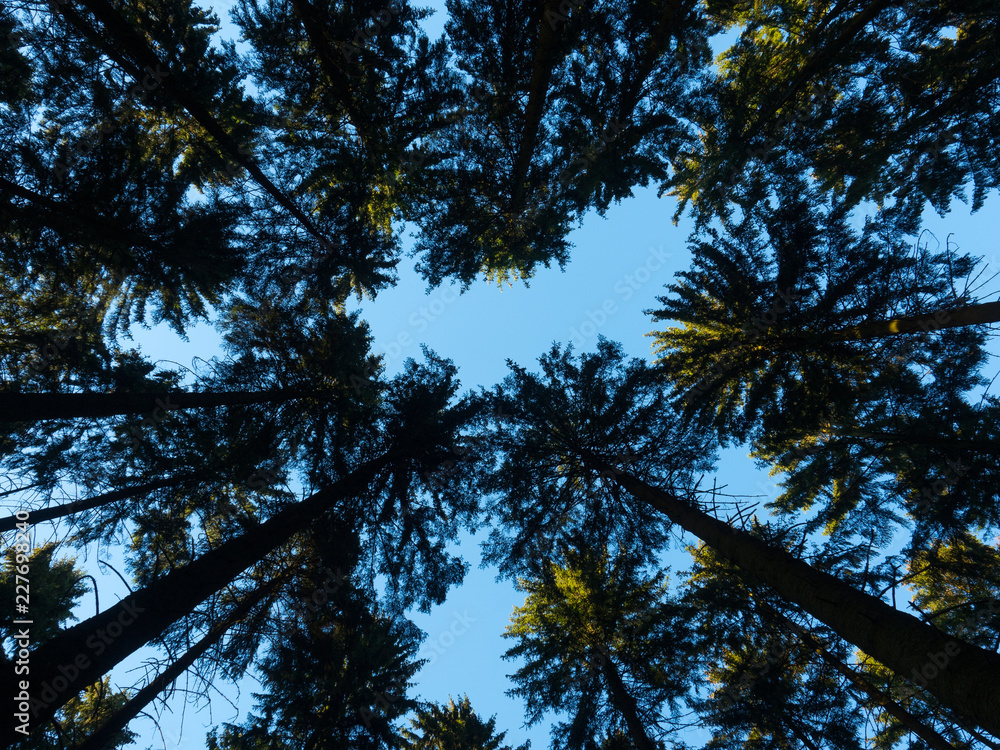 Towering trees, as seen from ground level Towering trees, as seen from ground level