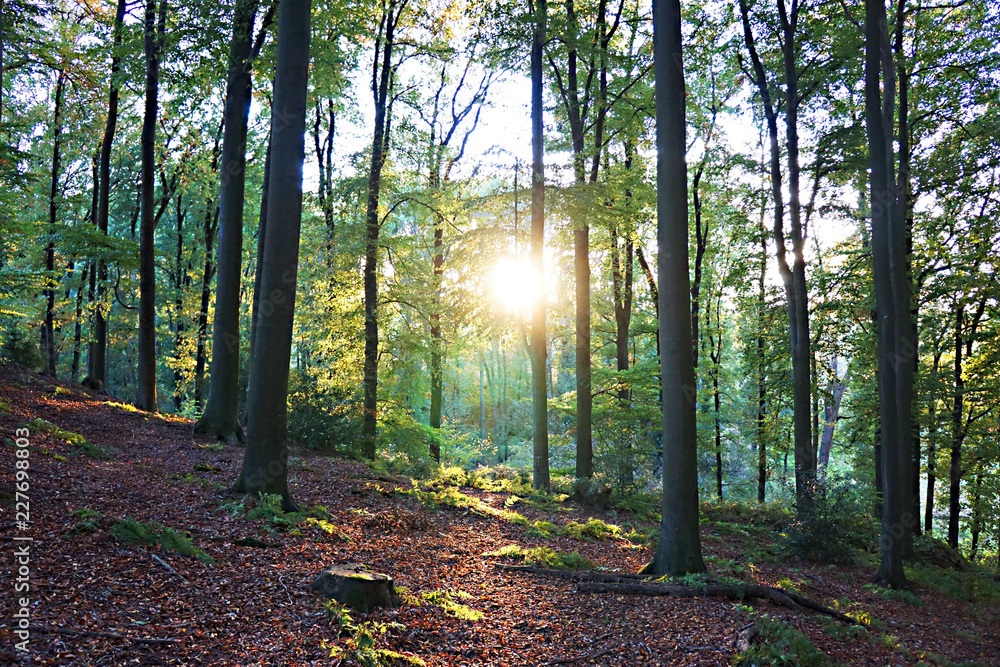 Obraz premium Wald , Sonne im Gegenlicht