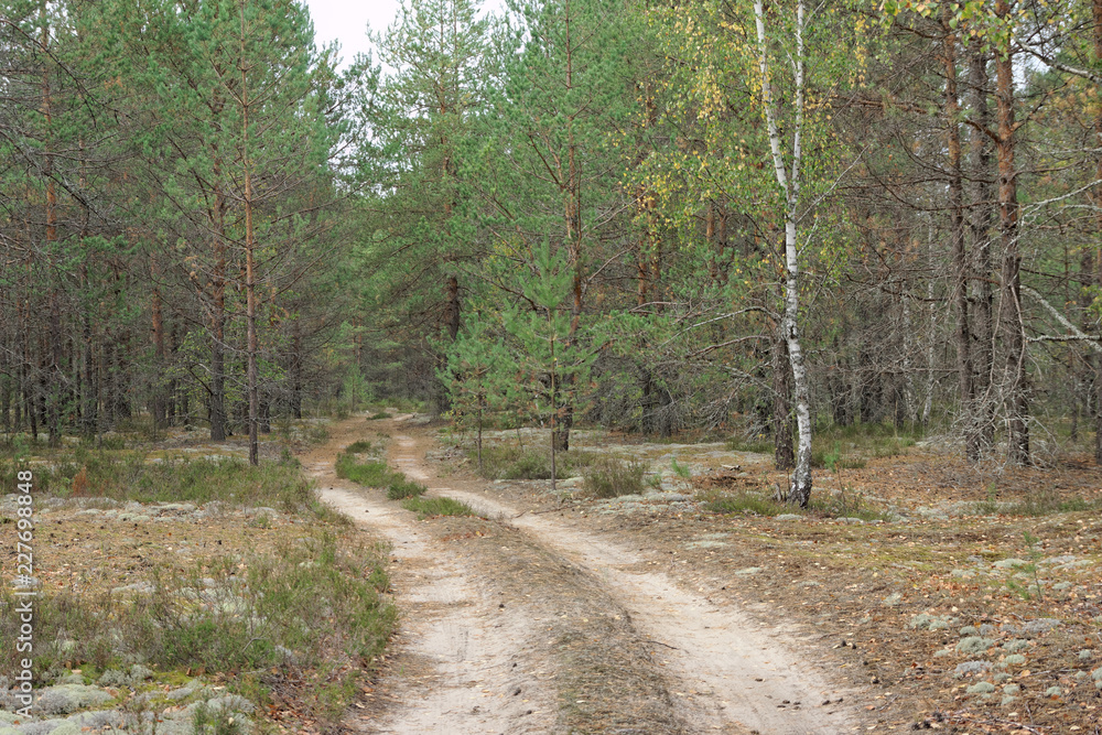 Forest country road in autumn creates an autumn mood. Forest country road in autumn creates an autumn mood.