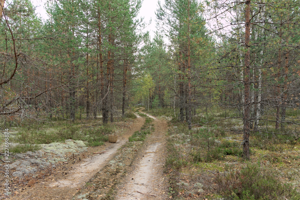 Forest country road in autumn creates an autumn mood. Forest country road in autumn creates an autumn mood.