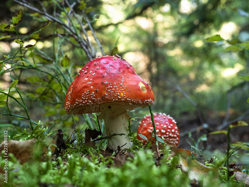 Agaric (amanita muscaria) mushrooms growing strongly in the wild