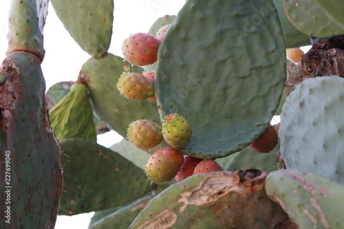 Frutto e foglia di Fico d'india Opuntia ficus-indica