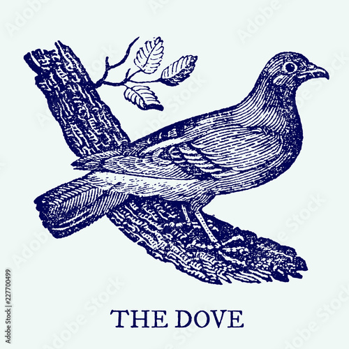 The dove. Illustration after a vintage woodcut engraving from the 19th century. Easy editable in layers