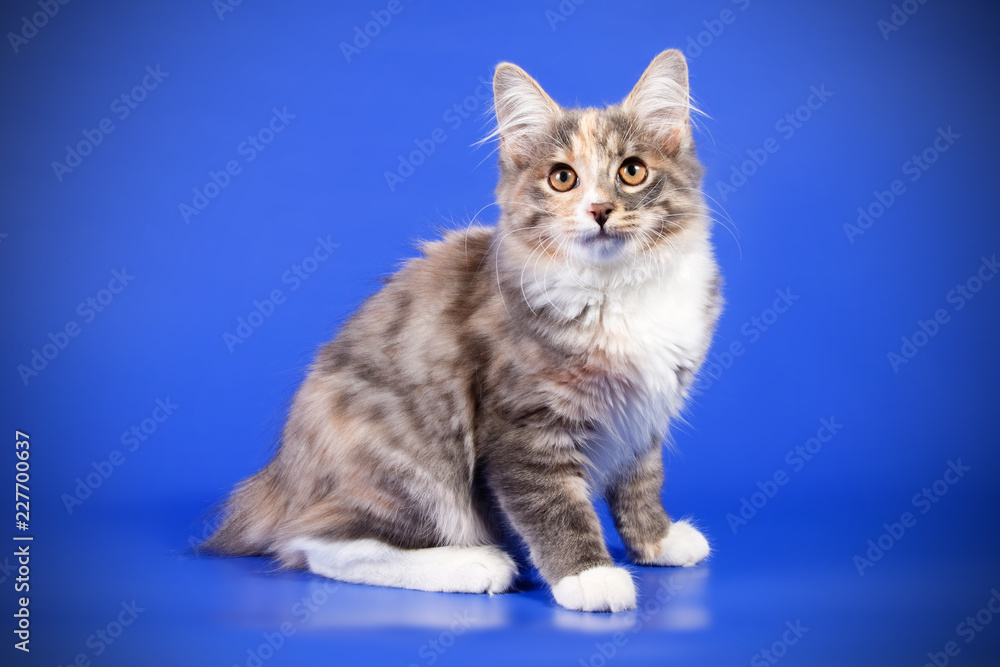 Fototapeta premium Kurilian bobtail cat on colored backgrounds