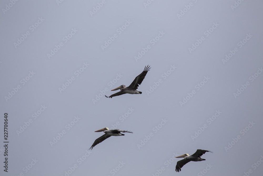 Fototapeta premium American White Pelican (Pelecanus erythrorhynchos)