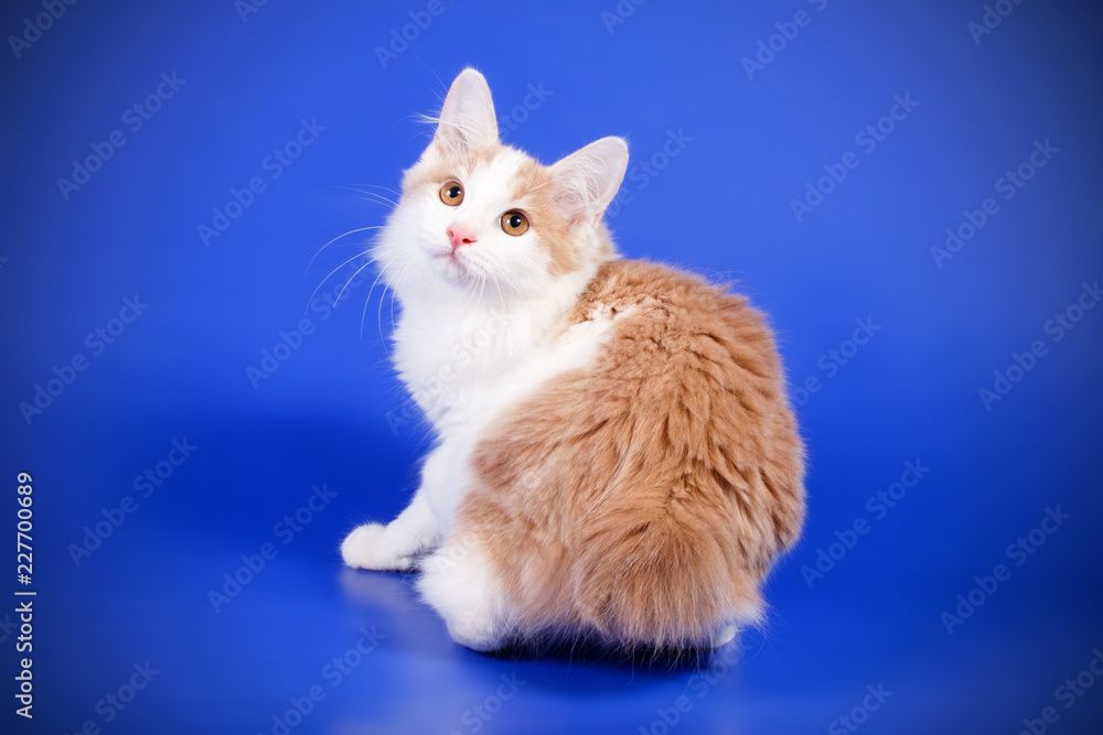Fototapeta premium Kurilian bobtail cat on colored backgrounds