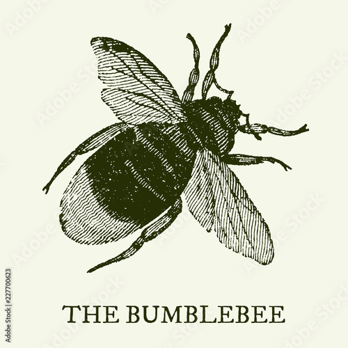 The bumblebee. Illustration after a vintage woodcut engraving from the 19th century. Easy editable in layers