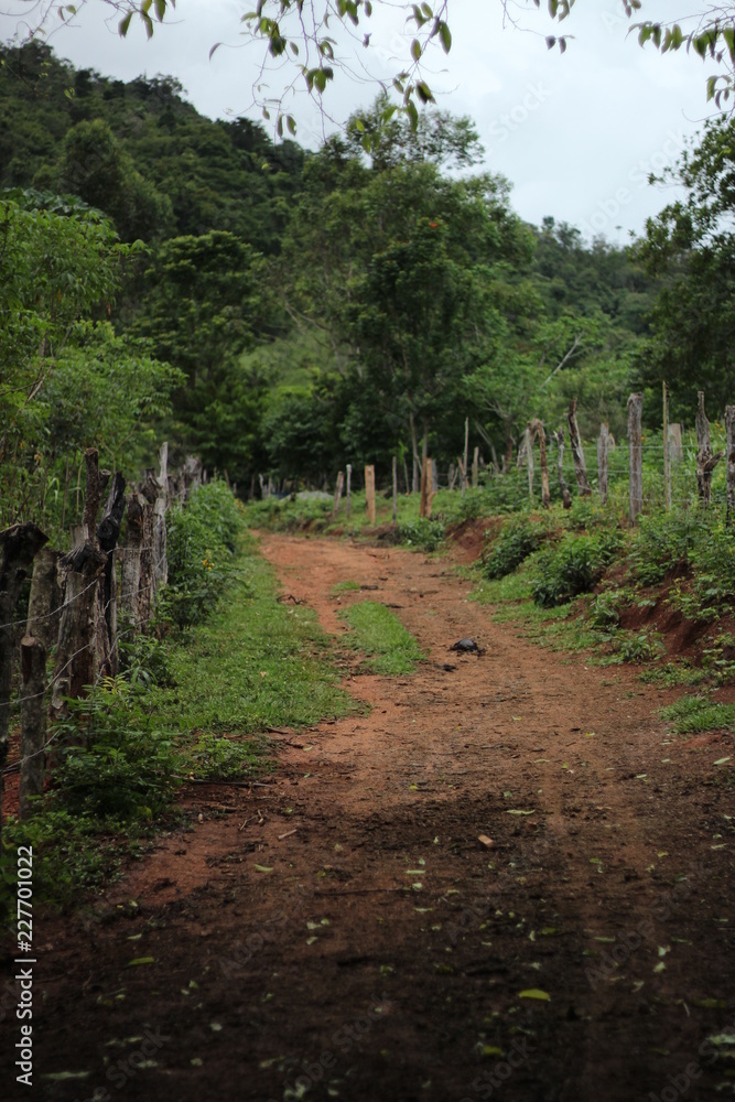 Fototapeta premium Caminho